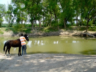 Caballos y paisajes